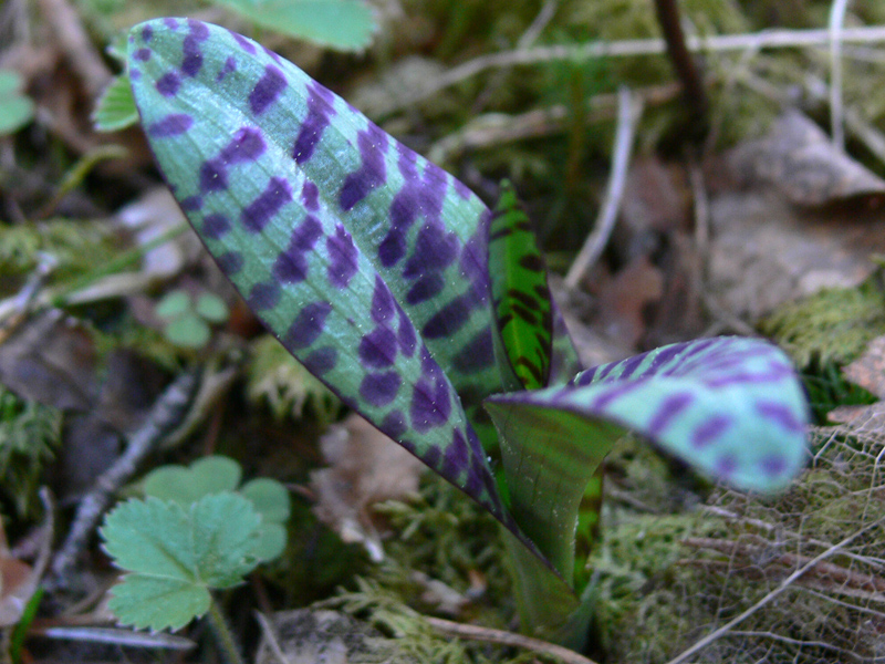 Image of Dactylorhiza fuchsii specimen.