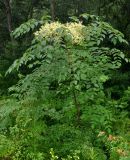 Aralia elata