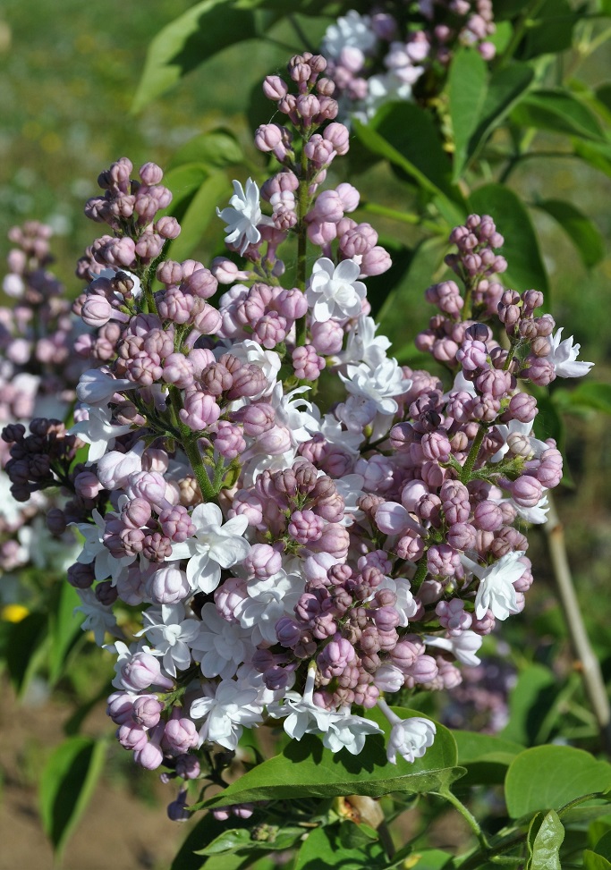 Image of Syringa vulgaris specimen.