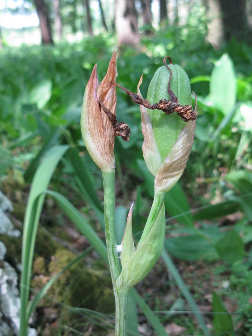 Image of Iris aphylla specimen.