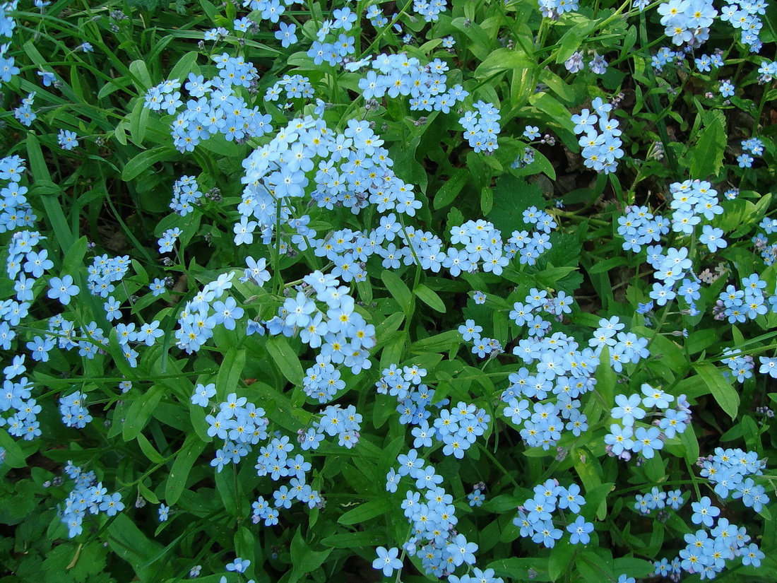 Image of Myosotis sylvatica specimen.