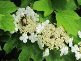 Viburnum opulus