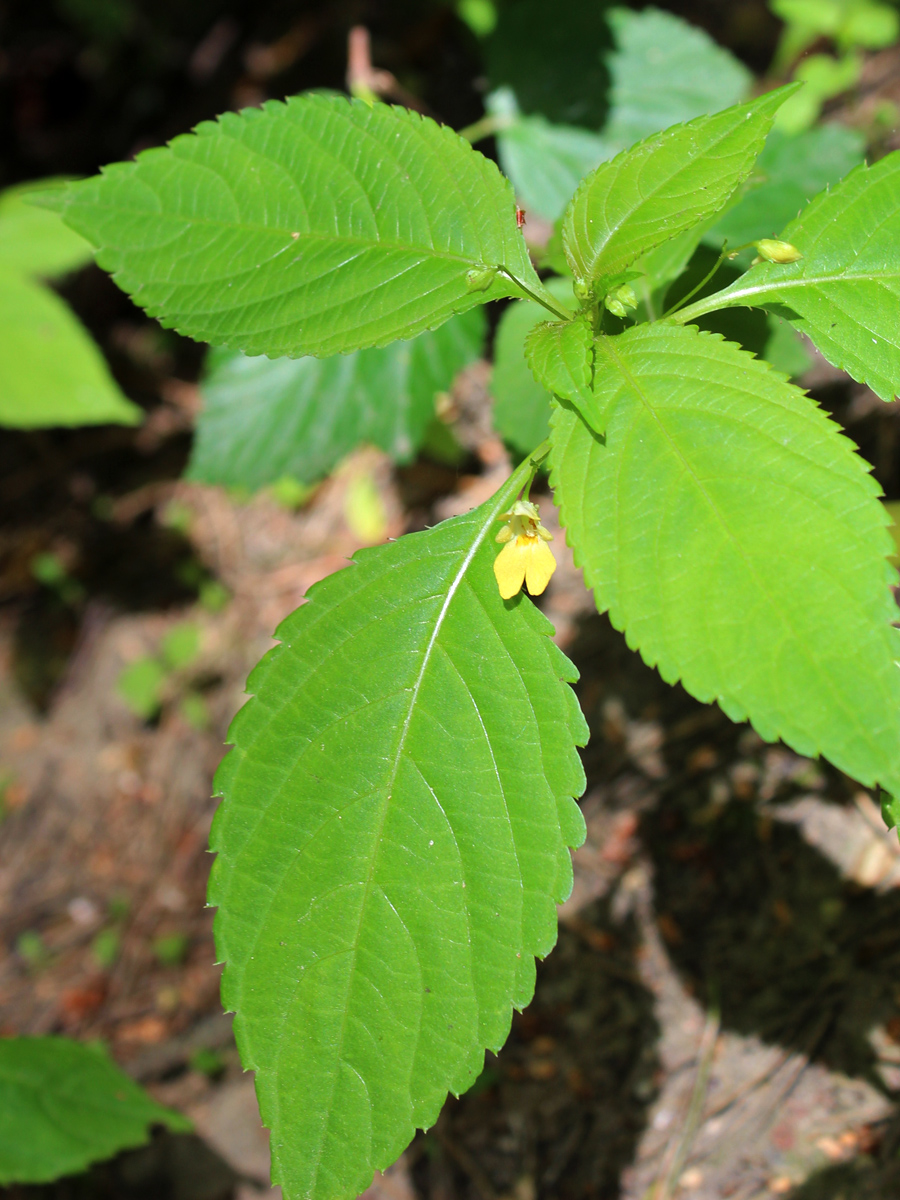 Image of Impatiens parviflora specimen.