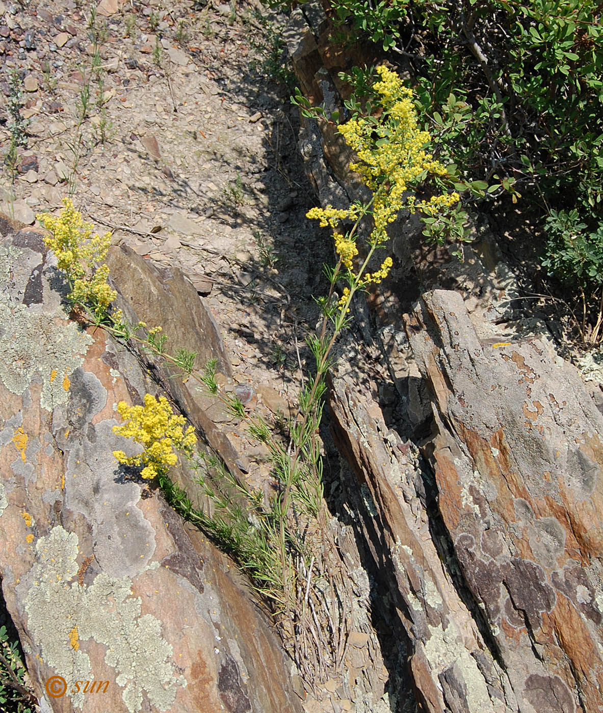 Image of Galium verum specimen.