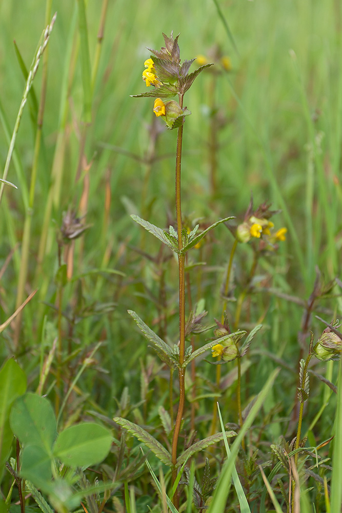 Image of Rhinanthus minor specimen.