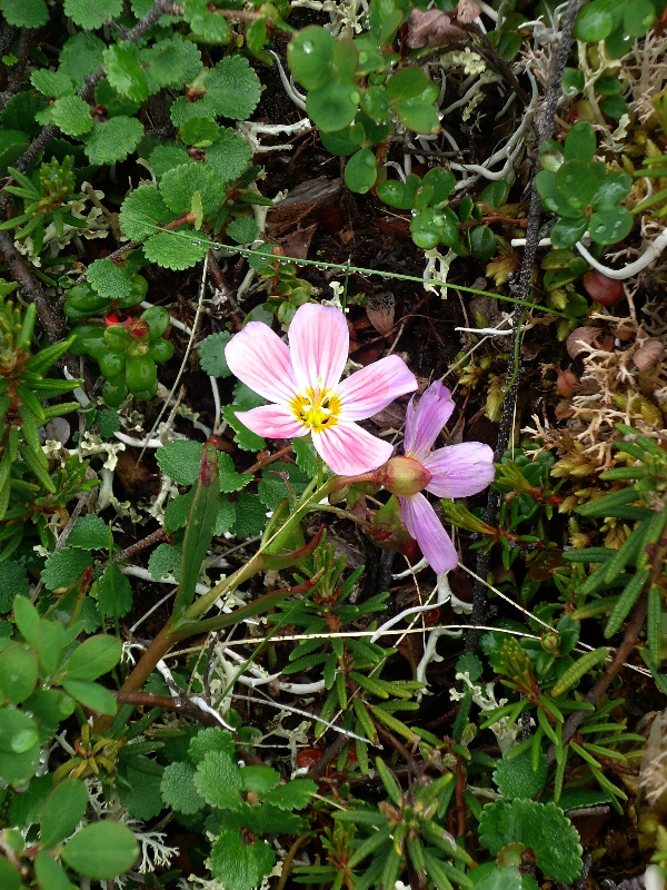 Image of Claytonia acutifolia specimen.