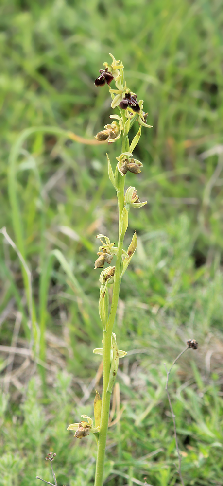 Изображение особи Ophrys mammosa ssp. caucasica.