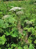 Heracleum ponticum. Верхушка цветущего растения. Краснодарский край, хр. Ачишхо, ур. Круглая Поляна, горный луг на выс. ок. 1500 м н.у.м. 01.08.2016.