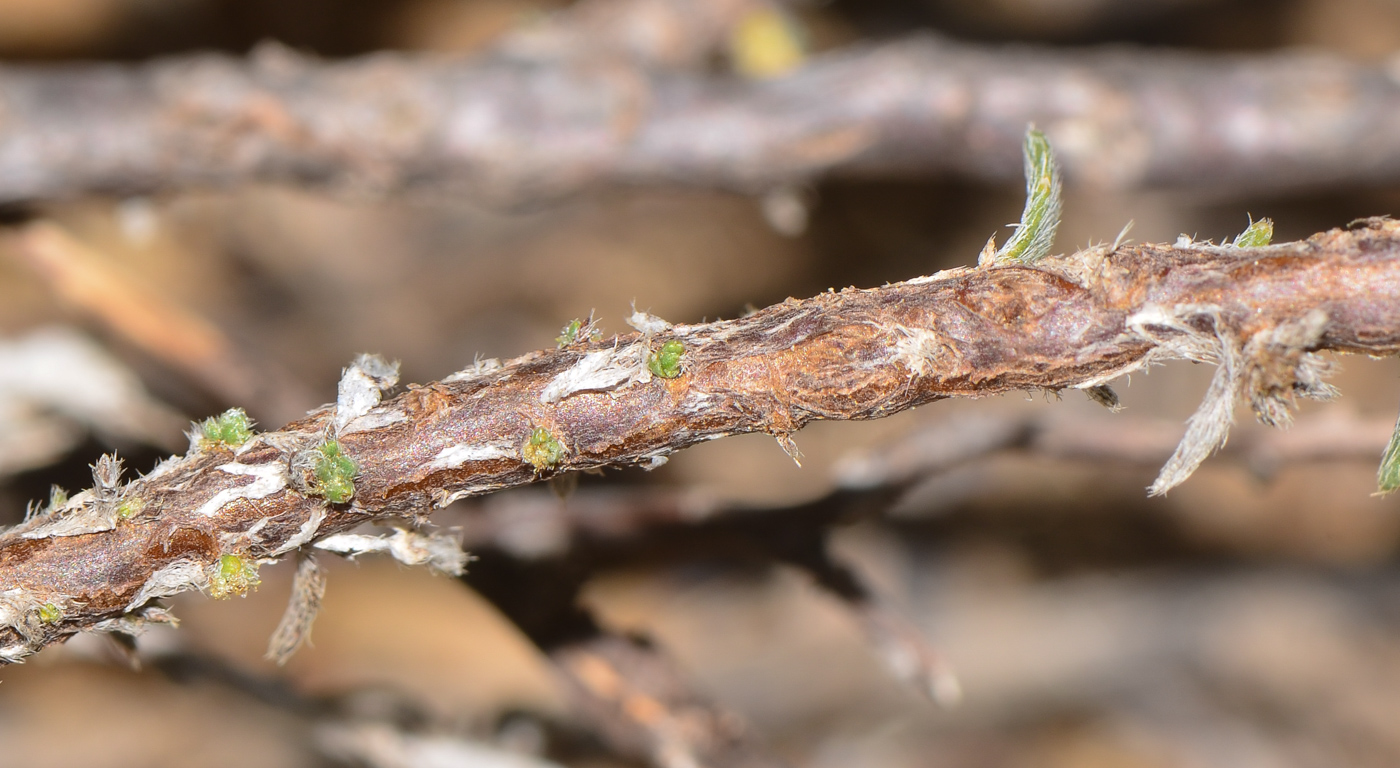 Изображение особи Echiochilon fruticosum.