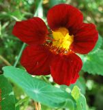 Tropaeolum majus. Цветок. Узбекистан, г. Ташкент, пос. Улугбек. 07.07.2009.