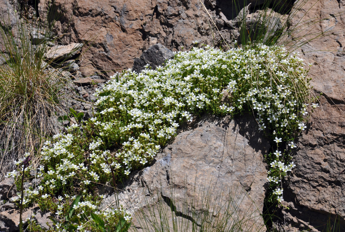 Image of Minuartia imbricata specimen.