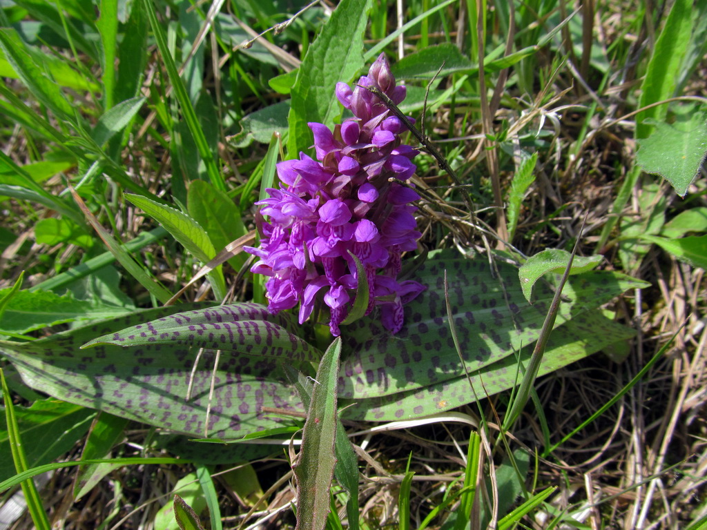 Изображение особи Dactylorhiza majalis.