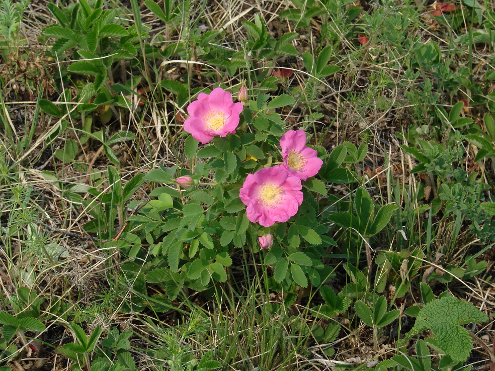 Image of Rosa acicularis specimen.