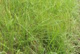 Carex spicata