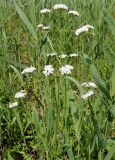 genus Valeriana. Верхняя часть цветущего растения. Украина, г. Запорожье, балка возле трассы на Васильевку, южнее Опытной станции, тростниковые заросли возле ручья. 03.06.2016.