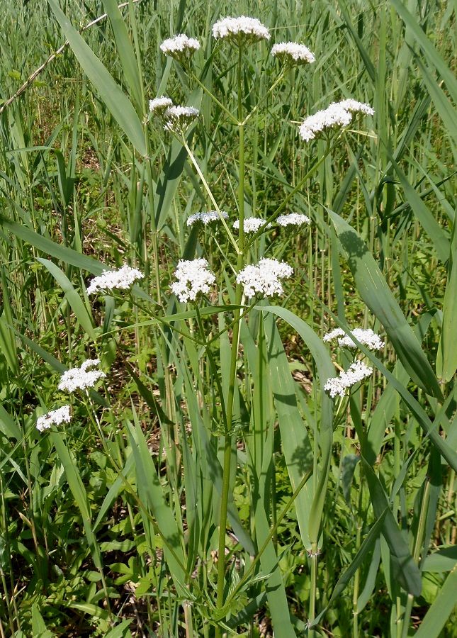 Изображение особи род Valeriana.