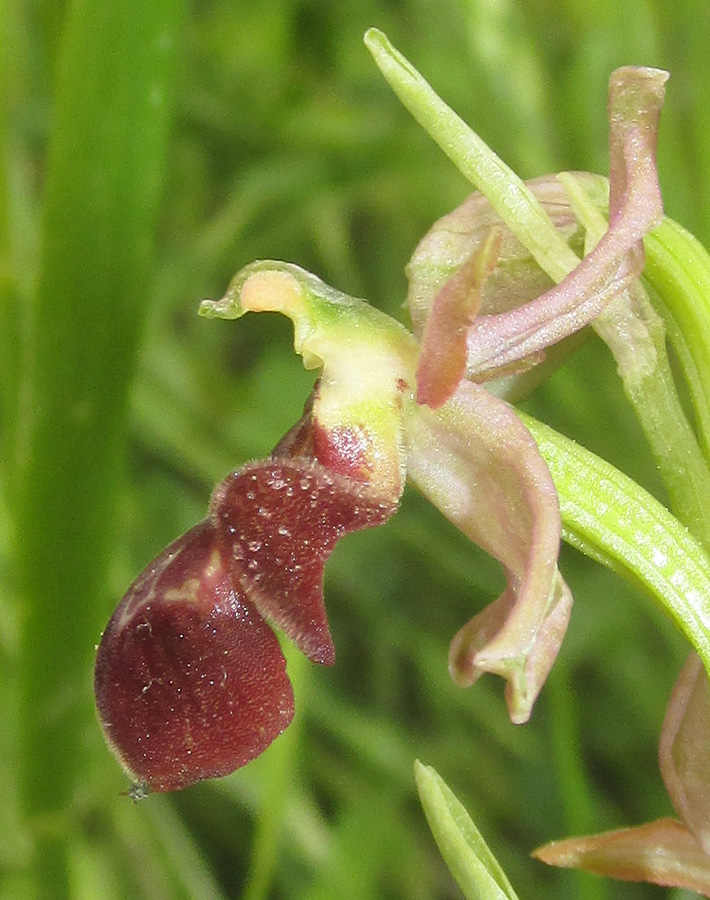 Изображение особи Ophrys mammosa ssp. caucasica.