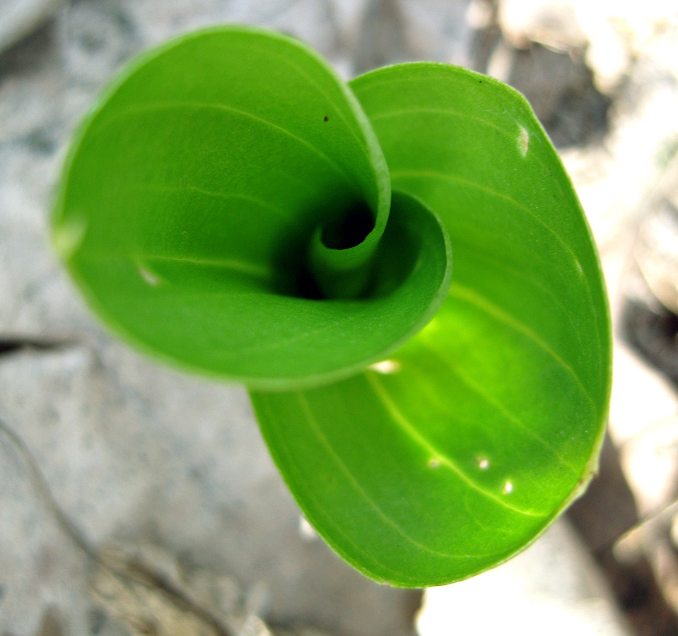 Image of Listera ovata specimen.