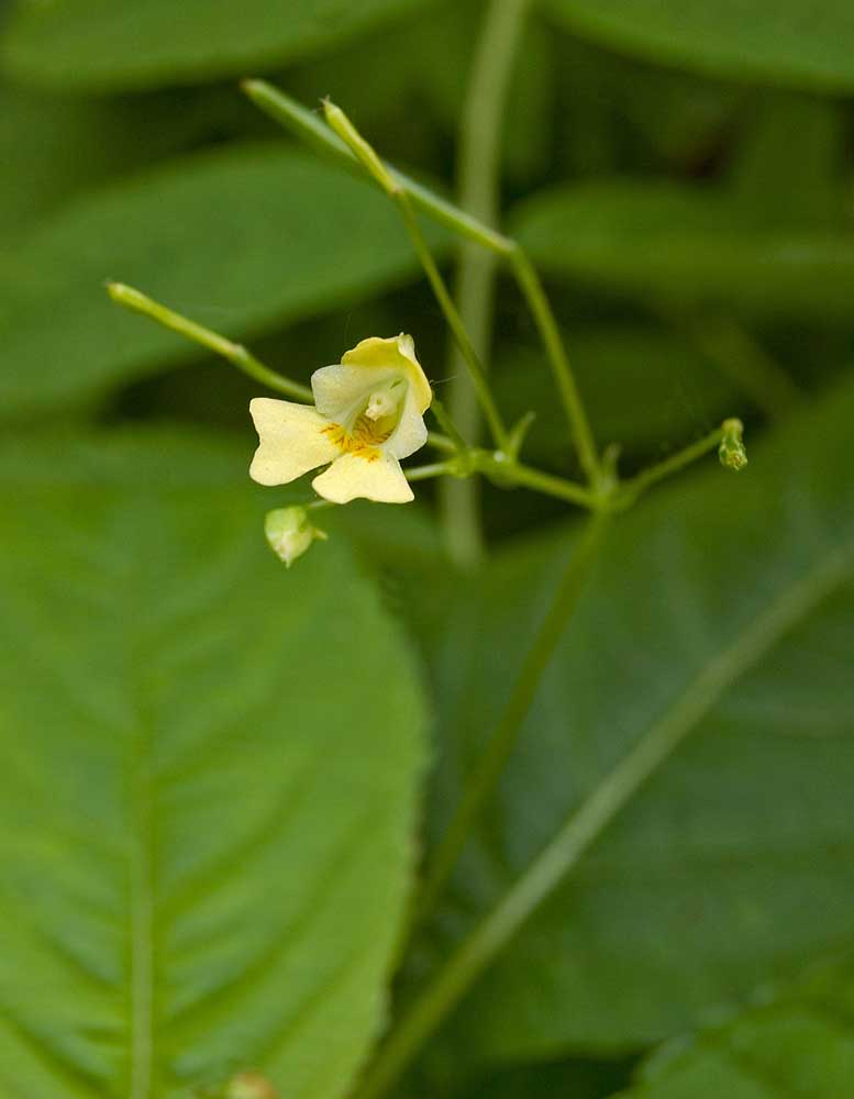 Image of Impatiens parviflora specimen.