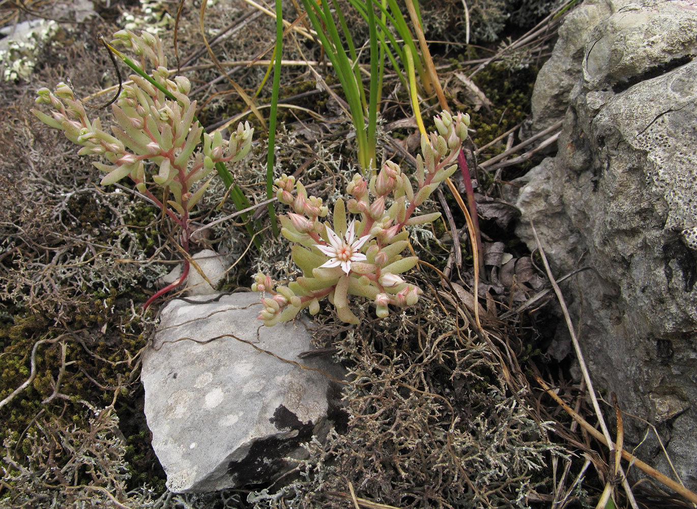 Изображение особи Sedum hispanicum.