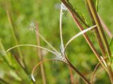 Epilobium adenocaulon