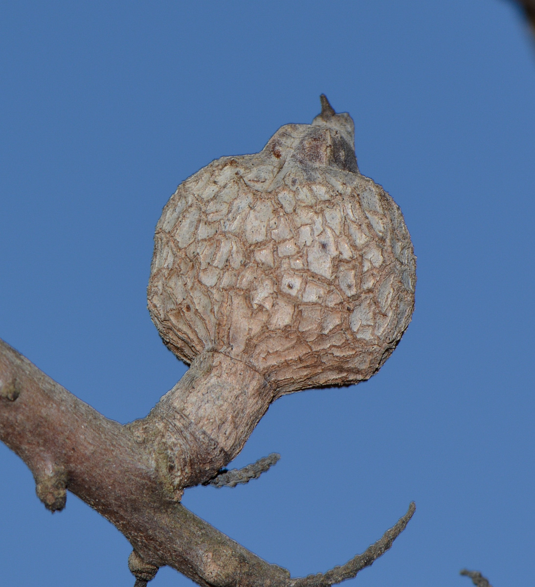 Image of Hakea multilineata specimen.