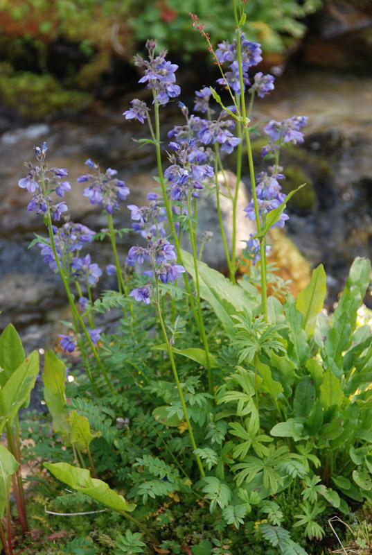 Изображение особи Polemonium caeruleum.