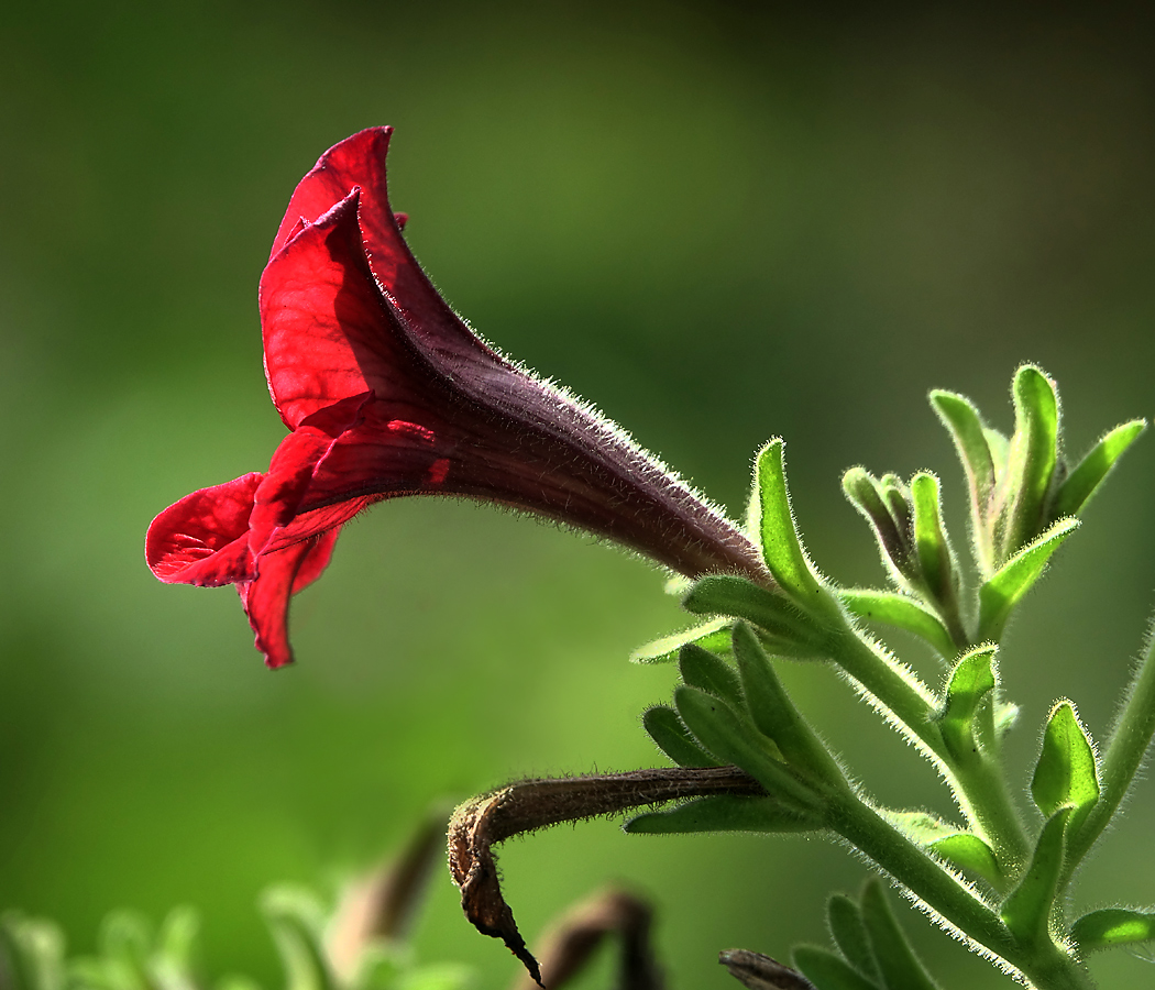 Image of Petunia &times; hybrida specimen.