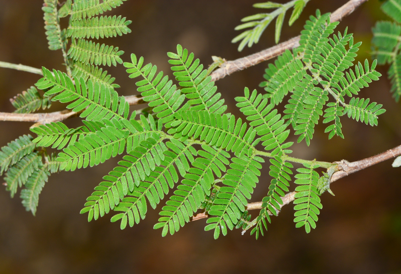 Изображение особи Dichrostachys cinerea.