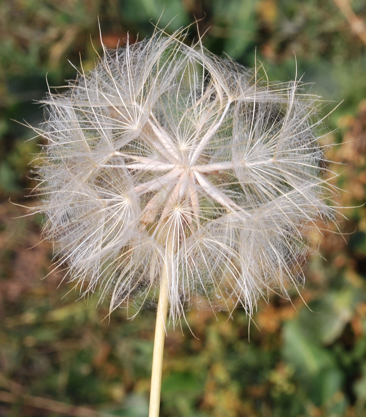 Image of Tragopogon graminifolius specimen.