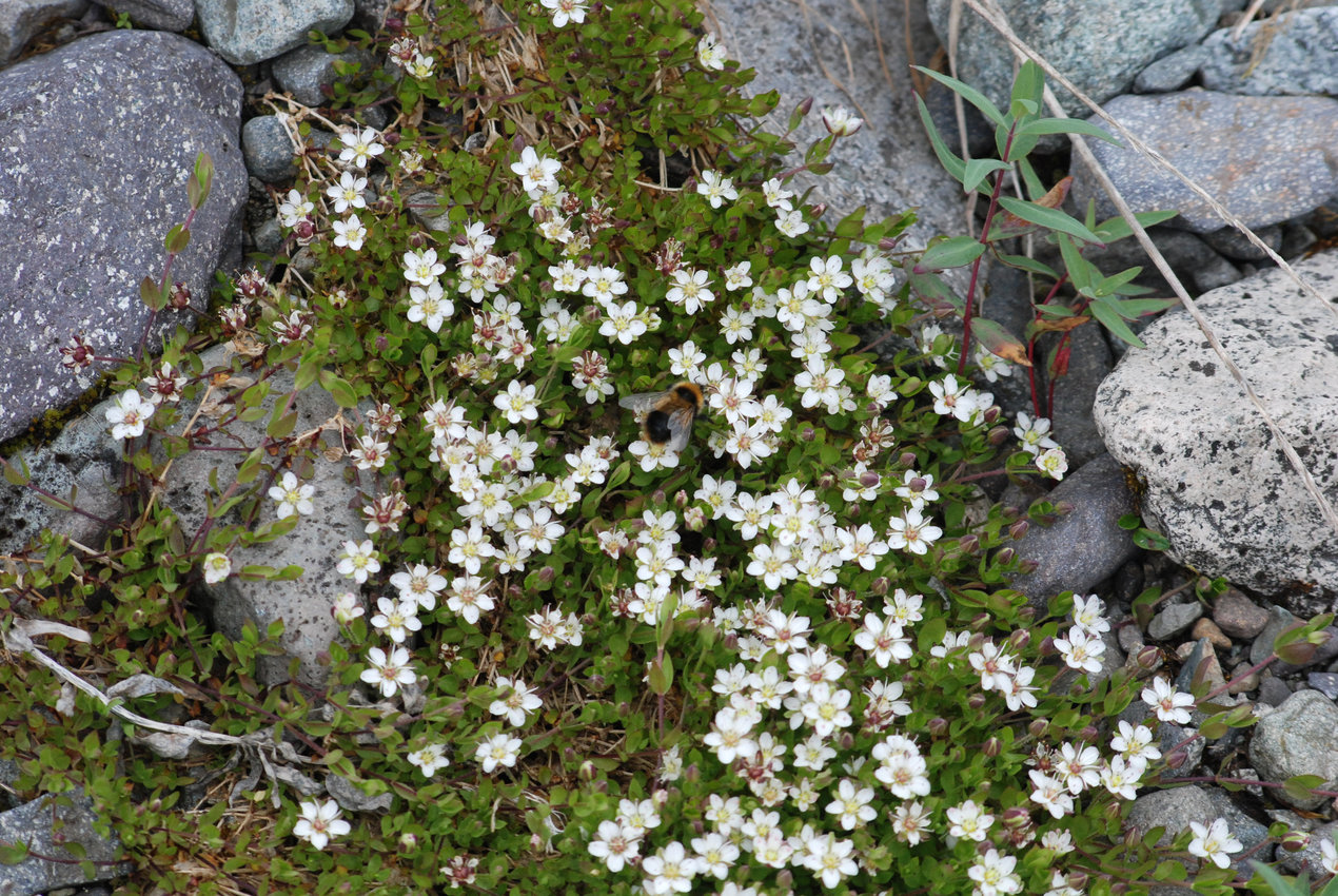 Изображение особи Wilhelmsia physodes.