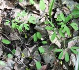 Corydalis solida