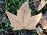 Platanus × acerifolia. Опавший отмерший лист. Украина, г. Николаев, Заводской р-н, парк \"Лески\", лиственные насаждения. 28.12.2017.