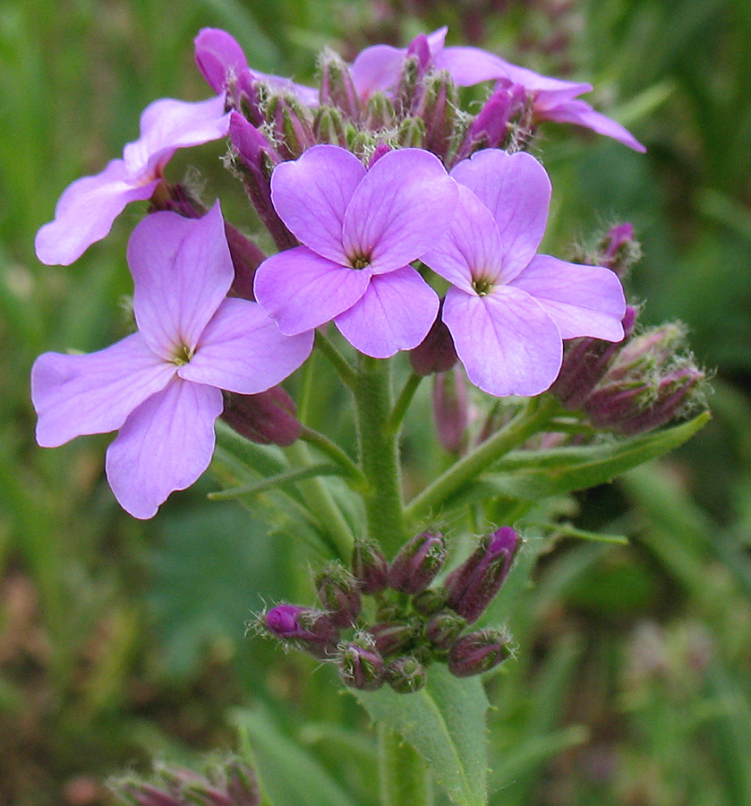 Image of Clausia aprica specimen.