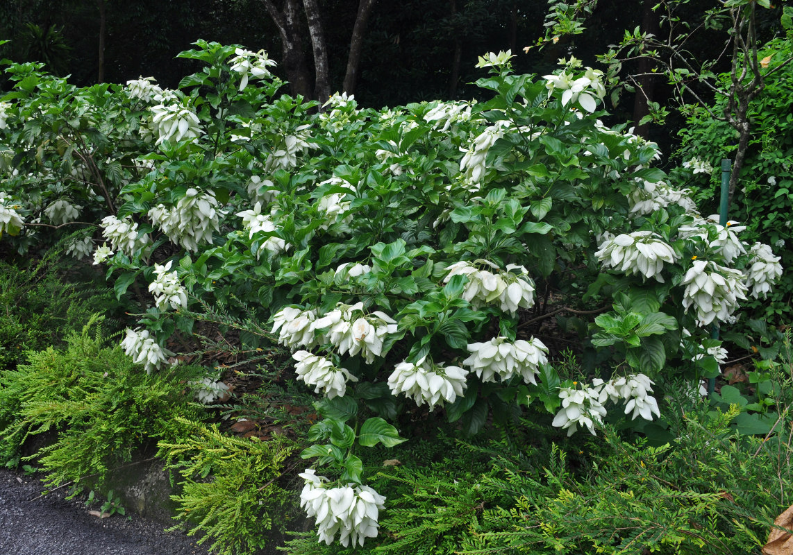 Image of Mussaenda frondosa specimen.