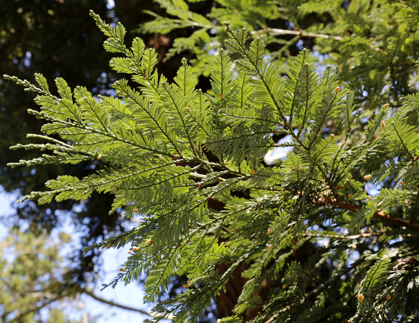 Изображение особи Sequoia sempervirens.