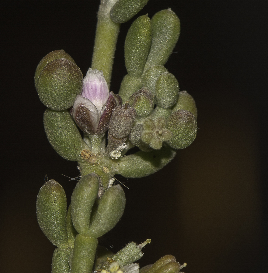 Image of Tetraena gaetula specimen.