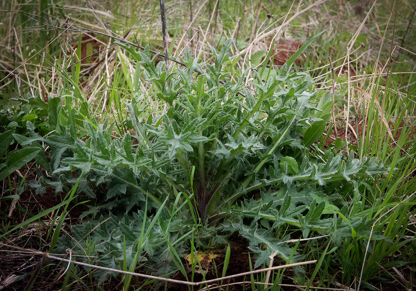 Image of Cirsium vulgare specimen.