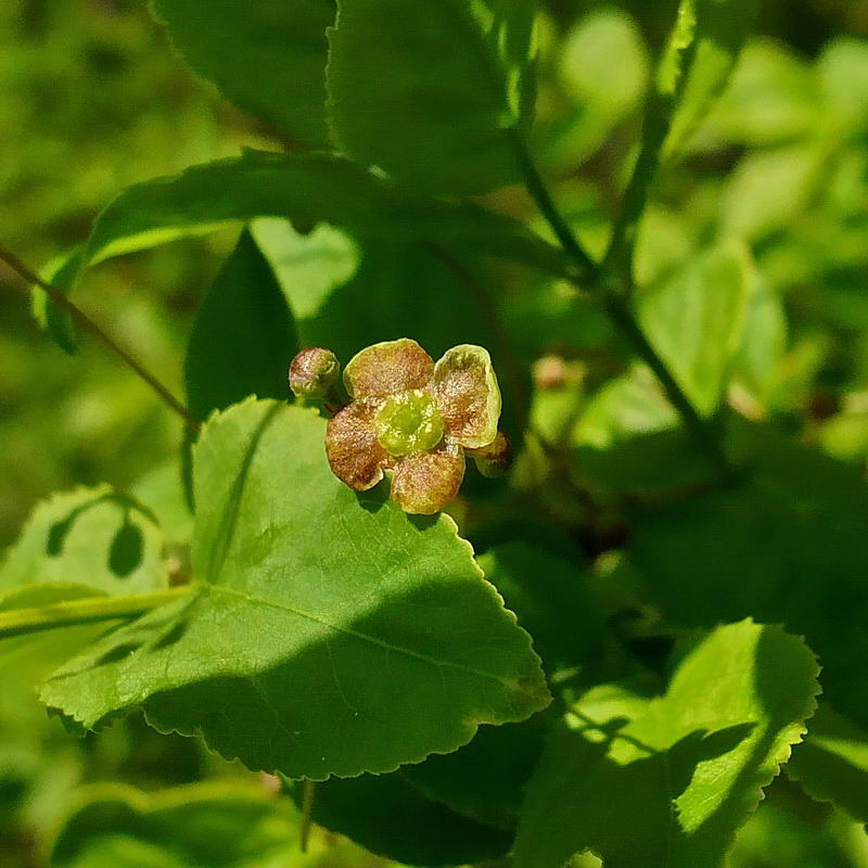 Image of Euonymus verrucosus specimen.