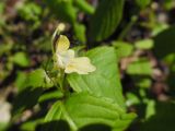 Impatiens parviflora