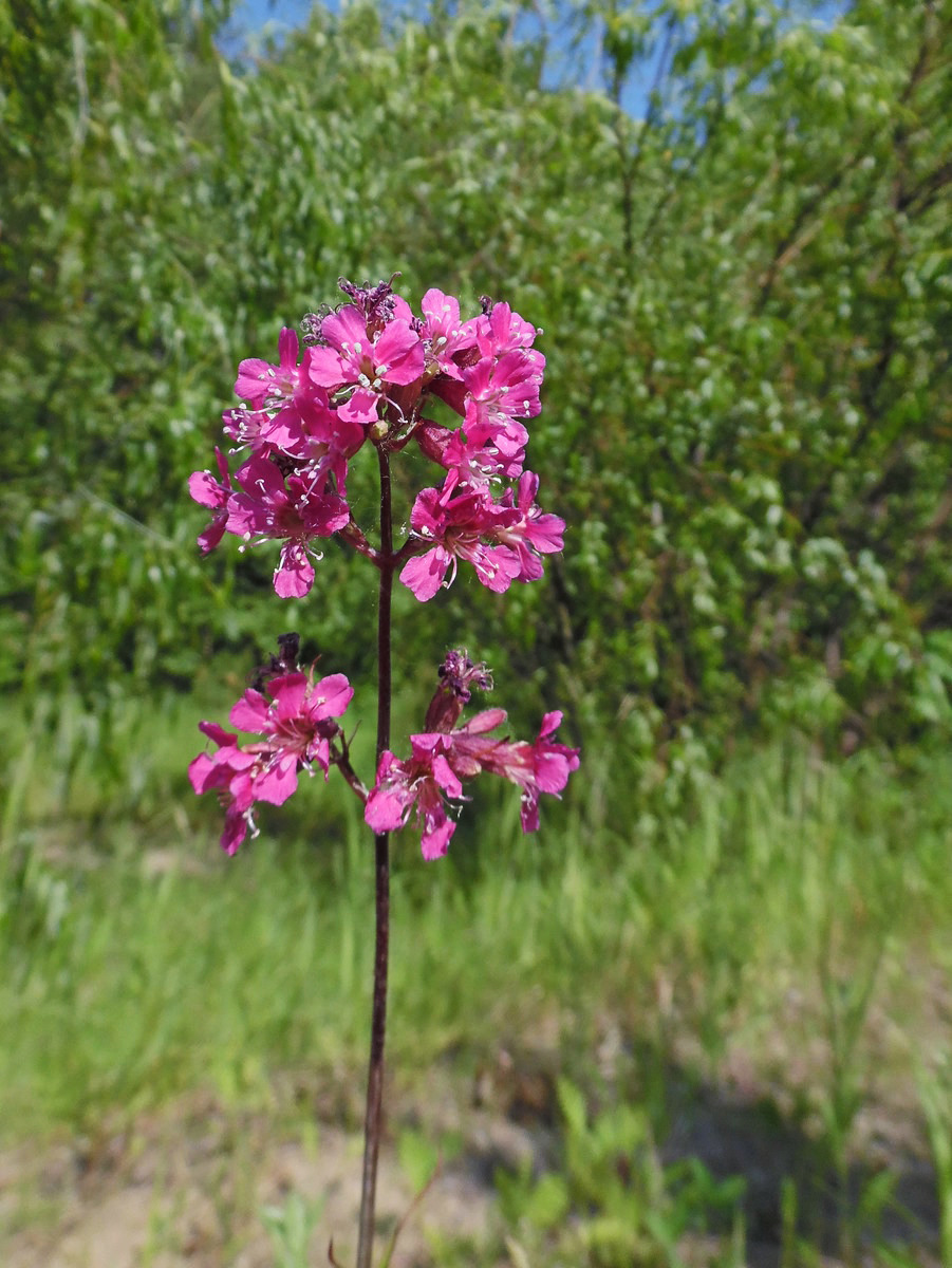 Изображение особи Viscaria vulgaris.