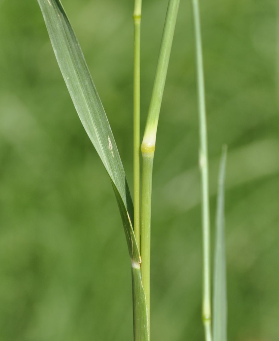 Изображение особи семейство Poaceae.