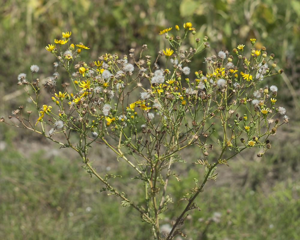 Image of Senecio erucifolius specimen.