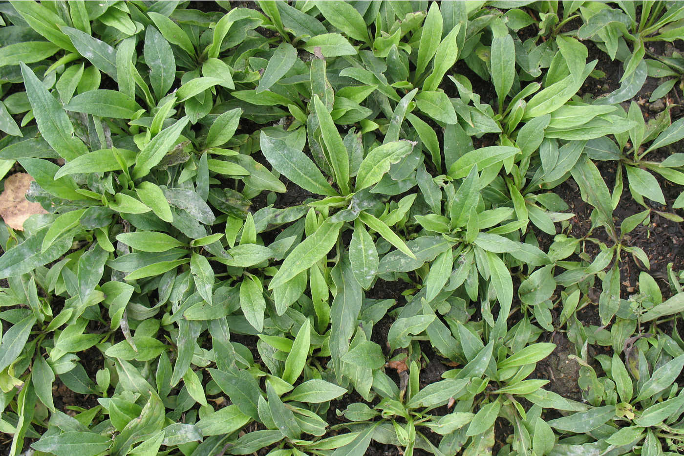 Image of Inula britannica specimen.