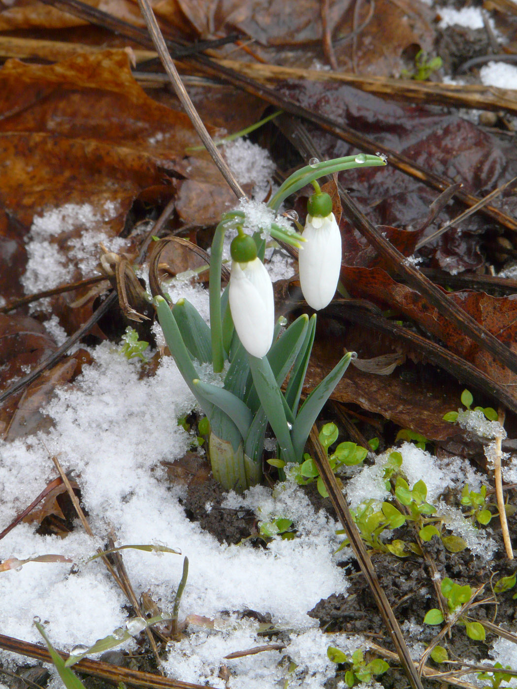 Image of Galanthus graecus specimen.