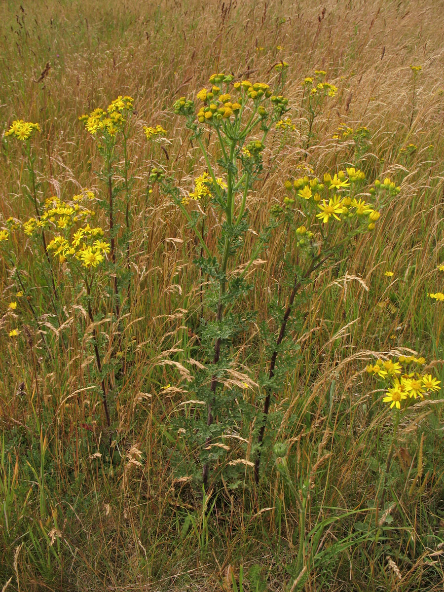 Изображение особи Senecio jacobaea.