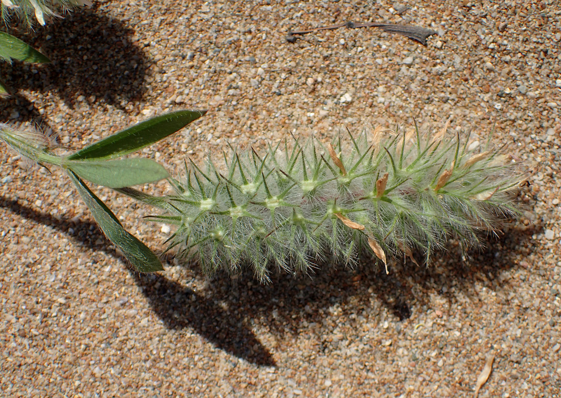 Image of Trifolium angustifolium specimen.