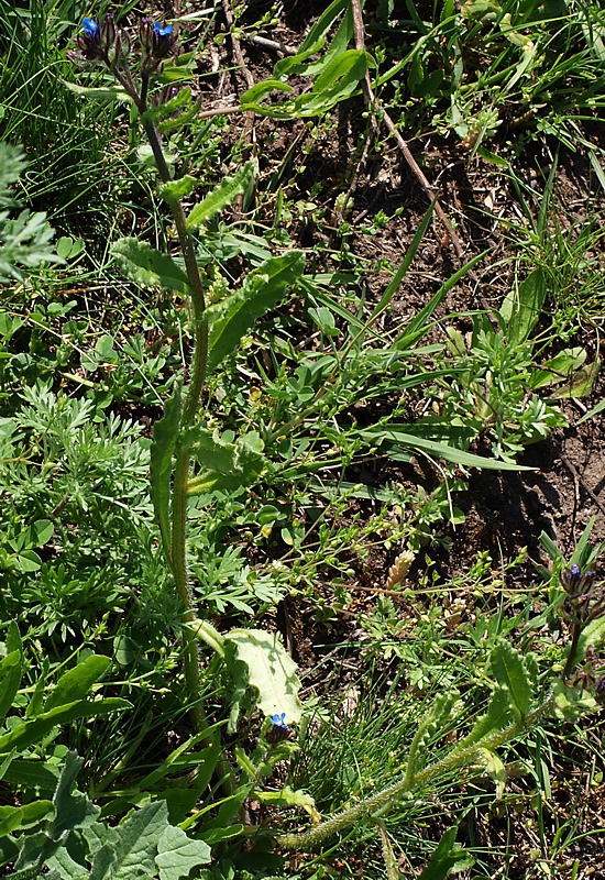 Изображение особи Lycopsis arvensis.