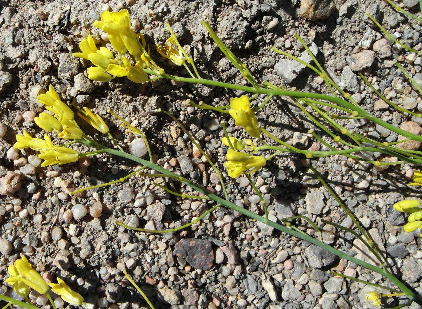 Image of Sisymbrium polymorphum specimen.