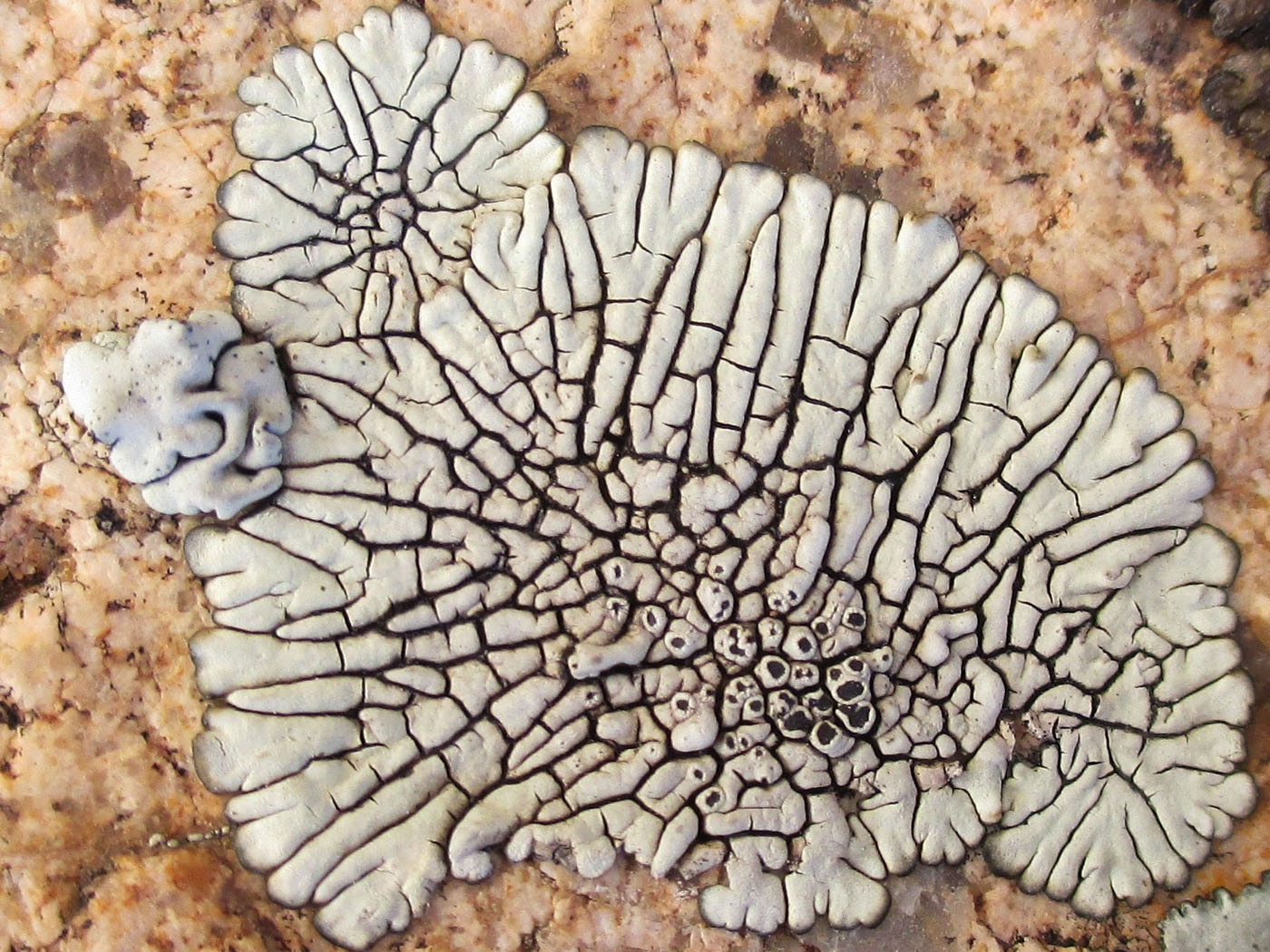 Image of Dimelaena oreina specimen.